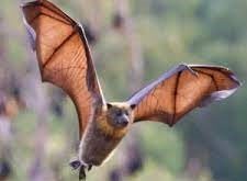 يعد الخفاش من الثدييات مع أنه يطير كالطيور