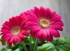 الزهرة الناقصة هي الزهرة التي تفتقر إلى كرابل pistils أو أسدية stamens ولا يجتمعان معا.