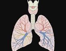 رتب أعضاء الجهاز التنفسي التي يمر بها الهواء بعد تبادل الغازات بين الحويصلة والشعيرات الدموية إلى خارج الجسم