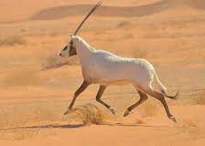 من الحيوانات البرية التي تعيش في المملكة العربية السعودية