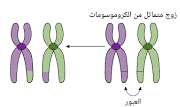 تحدث ظاهرة العبوربين الكروموسومات المتماثلة في