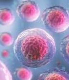 كم عدد الخلايا في جسم الانسان وما هي انواع الخلايا المتخصصة ؟